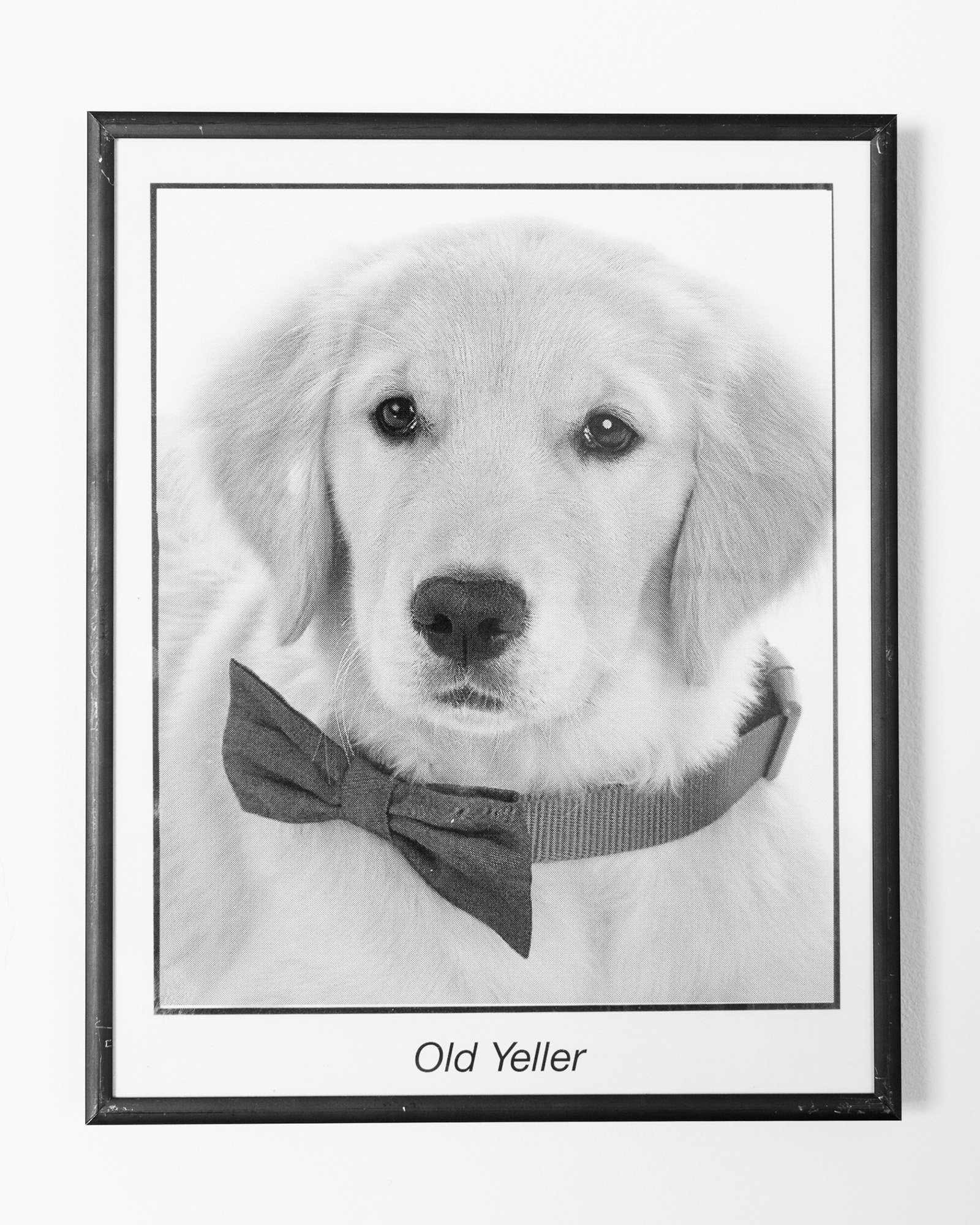 Old Yeller's Headshot