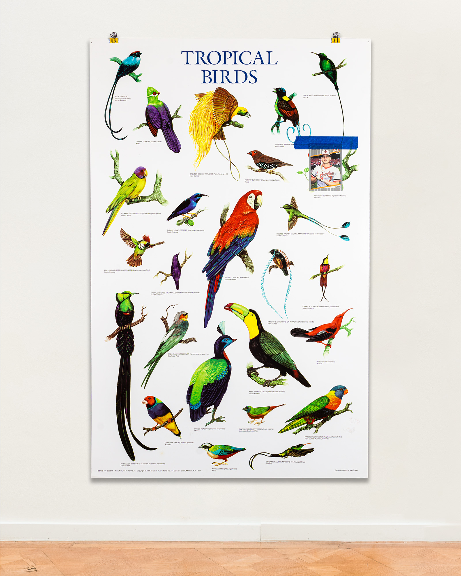 Tropical Birds